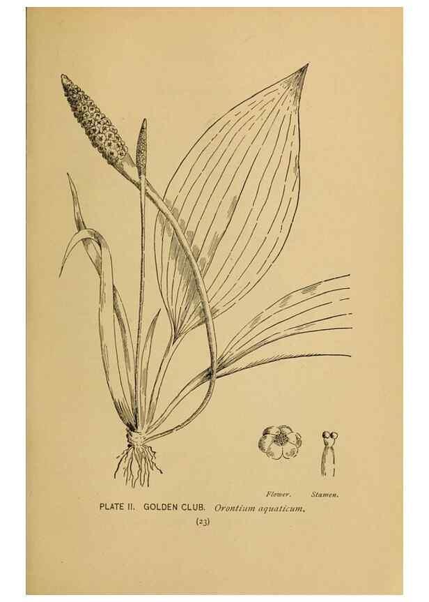 Reproducción/Reproduction 46127682604: A guide to the wild flowers.. New York,F. A. Stokes[1899]. 