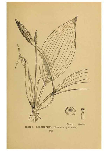 Reproducción/Reproduction 46127682604: A guide to the wild flowers.. New York,F. A. Stokes[1899]. 