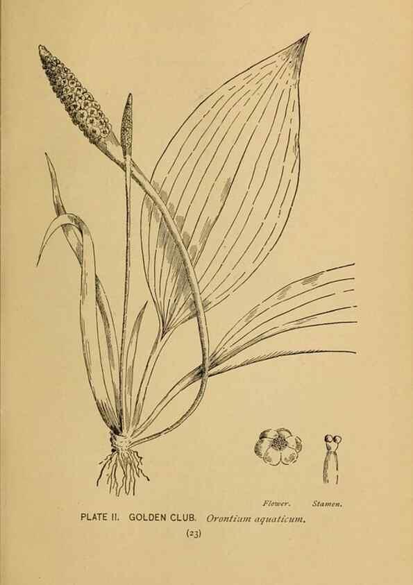 Reproducción/Reproduction 46127682604: A guide to the wild flowers.. New York,F. A. Stokes[1899]. 