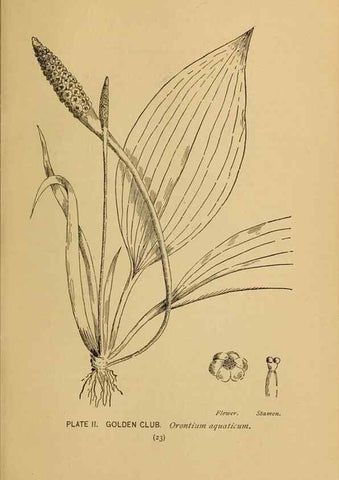 Reproducción/Reproduction 46127682604: A guide to the wild flowers.. New York,F. A. Stokes[1899]. 