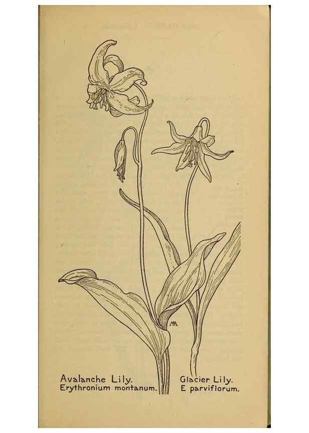 Reproducción/Reproduction 45938139085: Field book of western wild flowers /. New York :Putnam,1915.. 