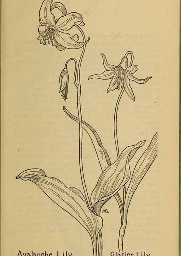 Reproducción/Reproduction 45938139085: Field book of western wild flowers /. New York :Putnam,1915.. 