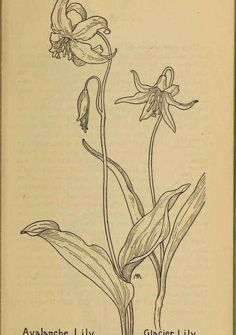 Reproducción/Reproduction 45938139085: Field book of western wild flowers /. New York :Putnam,1915.. 