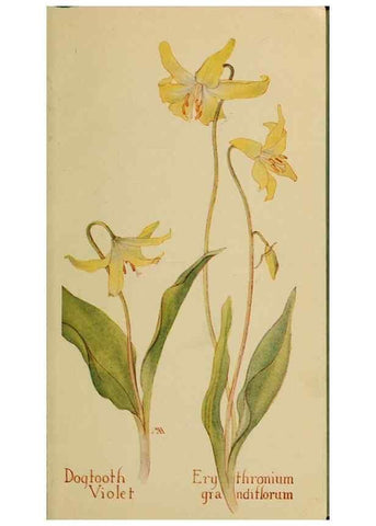 Reproducción/Reproduction 46852741901: Field book of western wild flowers /. New York :Putnam,1915.. 