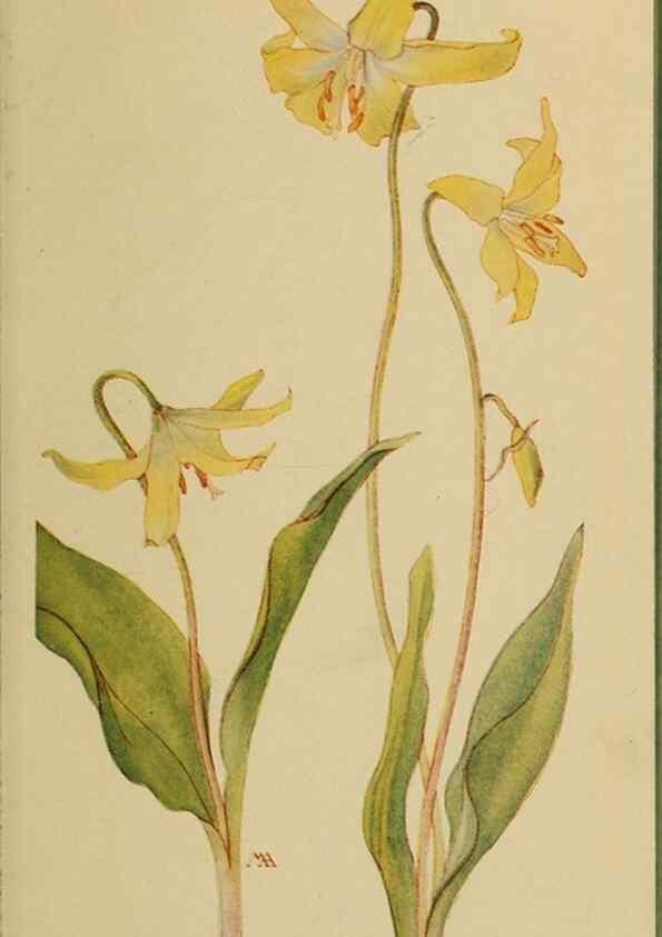Reproducción/Reproduction 46852741901: Field book of western wild flowers /. New York :Putnam,1915.. 