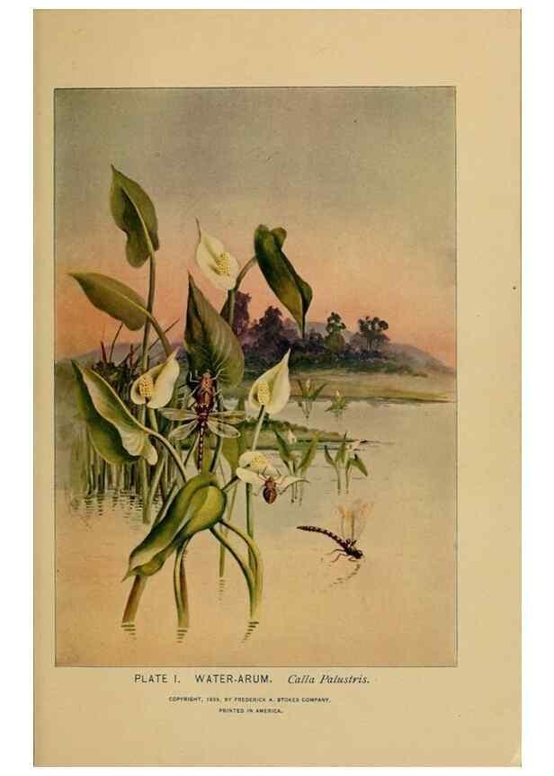 Reproducción/Reproduction 39887809713: A guide to the wild flowers.. New York,F. A. Stokes[1899]. 