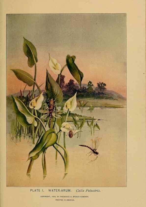 Reproducción/Reproduction 39887809713: A guide to the wild flowers.. New York,F. A. Stokes[1899]. 