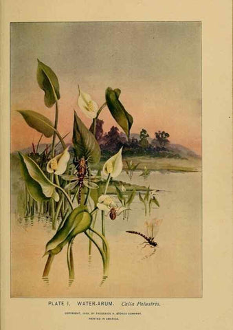 Reproducción/Reproduction 39887809713: A guide to the wild flowers.. New York,F. A. Stokes[1899]. 