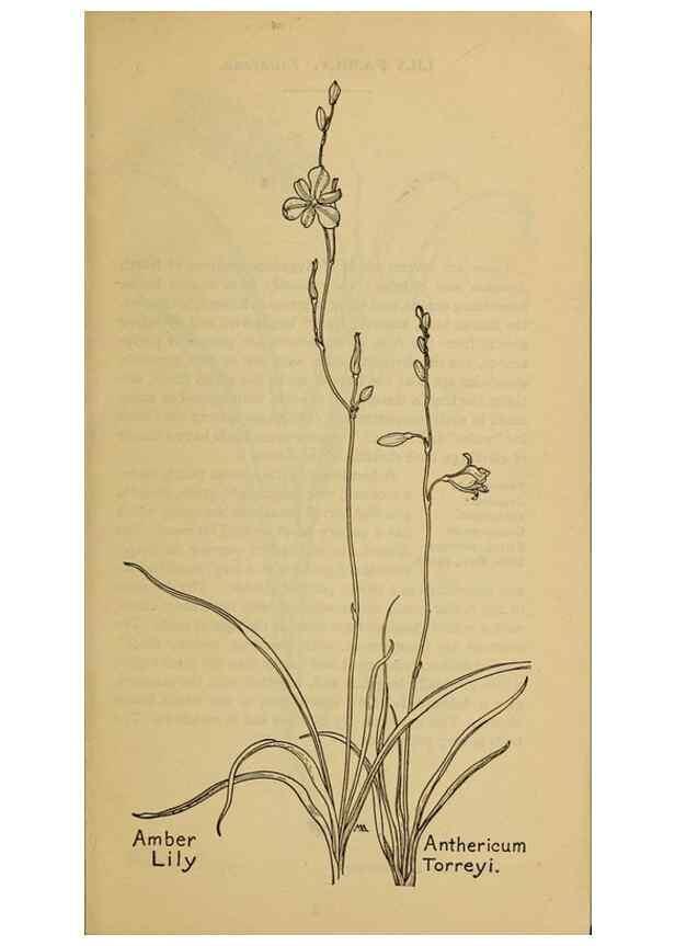 Reproducción/Reproduction 31911426627: Field book of western wild flowers /. New York :Putnam,1915.. 