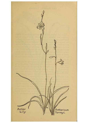 Reproducción/Reproduction 31911426627: Field book of western wild flowers /. New York :Putnam,1915.. 
