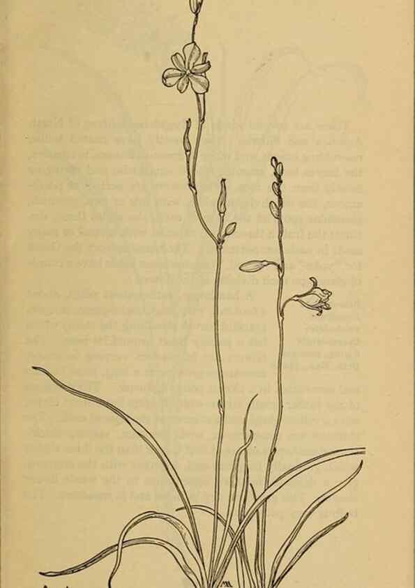 Reproducción/Reproduction 31911426627: Field book of western wild flowers /. New York :Putnam,1915.. 
