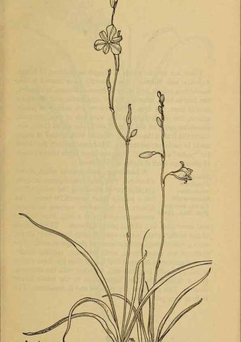 Reproducción/Reproduction 31911426627: Field book of western wild flowers /. New York :Putnam,1915.. 