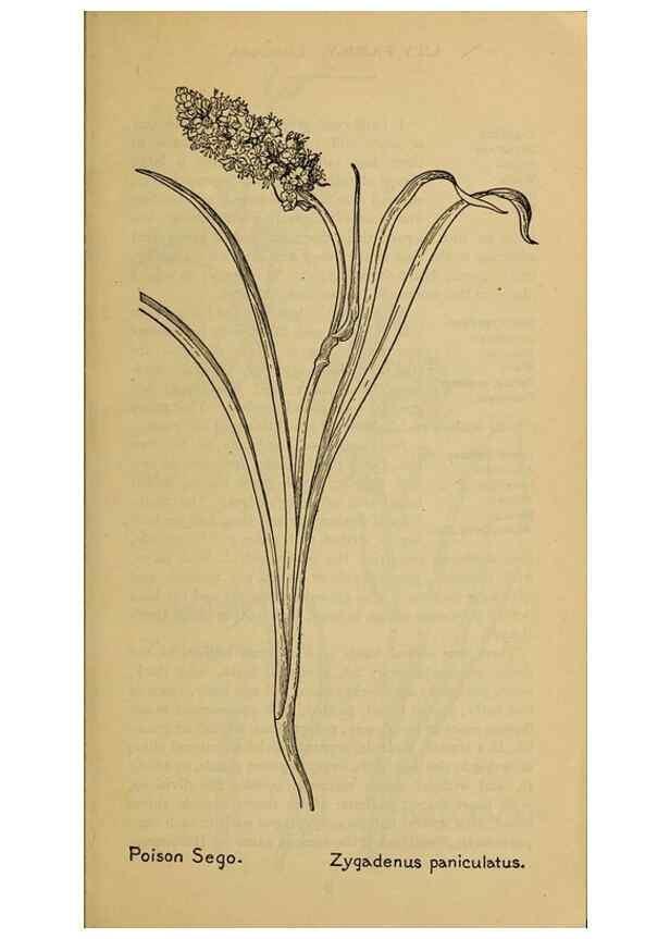 Reproducción/Reproduction 46127671804: Field book of western wild flowers /. New York :Putnam,1915.. 