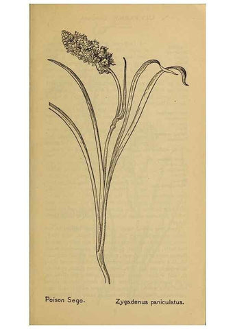 Reproducción/Reproduction 46127671804: Field book of western wild flowers /. New York :Putnam,1915.. 