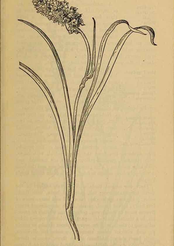 Reproducción/Reproduction 46127671804: Field book of western wild flowers /. New York :Putnam,1915.. 
