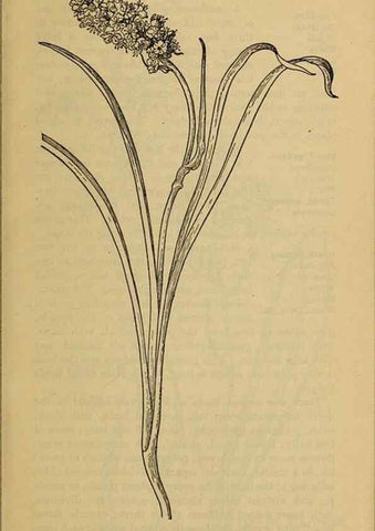 Reproducción/Reproduction 46127671804: Field book of western wild flowers /. New York :Putnam,1915.. 