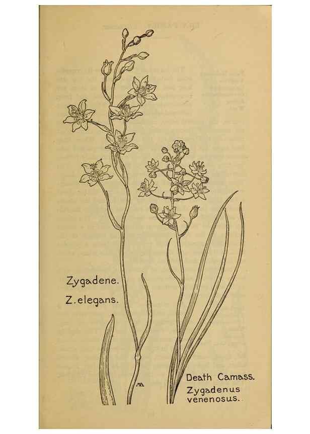 Reproducción/Reproduction 46852732821: Field book of western wild flowers /. New York :Putnam,1915.. 