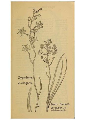 Reproducción/Reproduction 46852732821: Field book of western wild flowers /. New York :Putnam,1915.. 