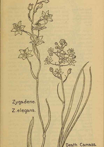 Reproducción/Reproduction 46852732821: Field book of western wild flowers /. New York :Putnam,1915.. 
