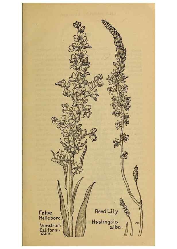 Reproducción/Reproduction 31911428767: Field book of western wild flowers /. New York :Putnam,1915.. 