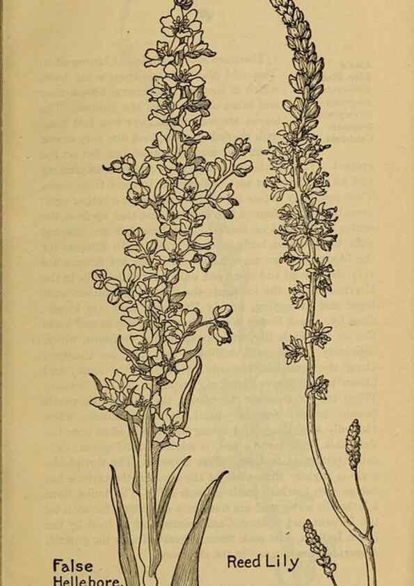 Reproducción/Reproduction 31911428767: Field book of western wild flowers /. New York :Putnam,1915.. 