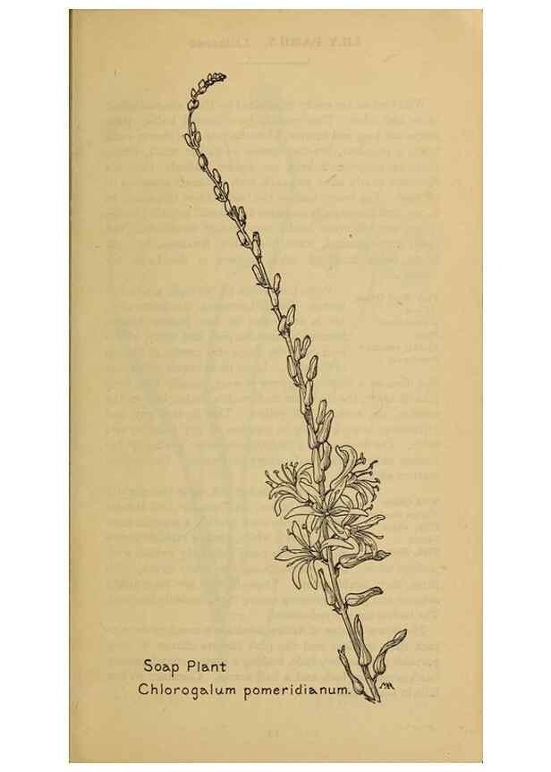 Reproducción/Reproduction 46127674494: Field book of western wild flowers /. New York :Putnam,1915.. 