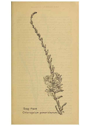 Reproducción/Reproduction 46127674494: Field book of western wild flowers /. New York :Putnam,1915.. 