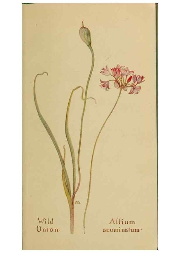 Reproducción/Reproduction 32977372318: Field book of western wild flowers /. New York :Putnam,1915.. 