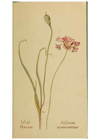 Reproducción/Reproduction 32977372318: Field book of western wild flowers /. New York :Putnam,1915.. 