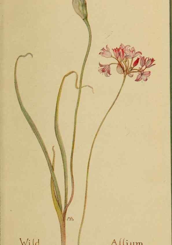 Reproducción/Reproduction 32977372318: Field book of western wild flowers /. New York :Putnam,1915.. 