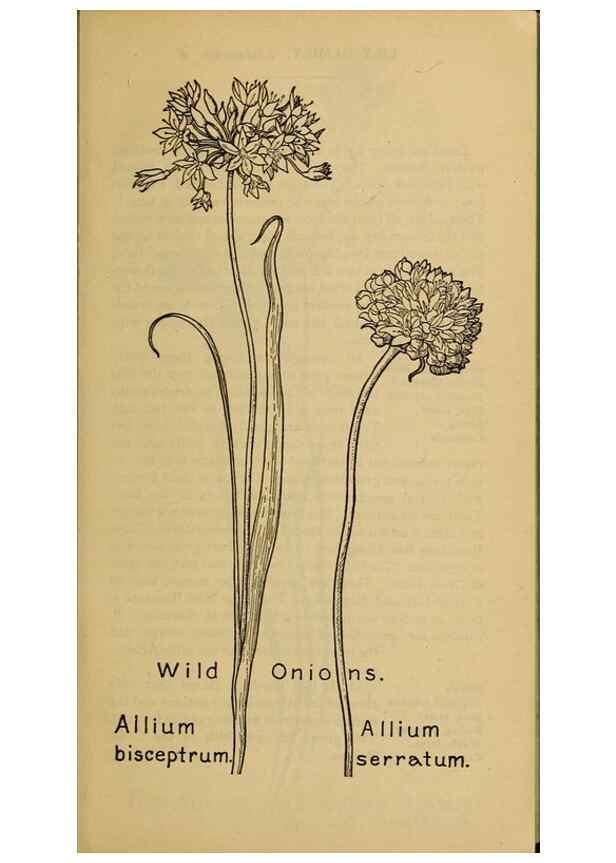 Reproducción/Reproduction 31911431437: Field book of western wild flowers /. New York :Putnam,1915.. 
