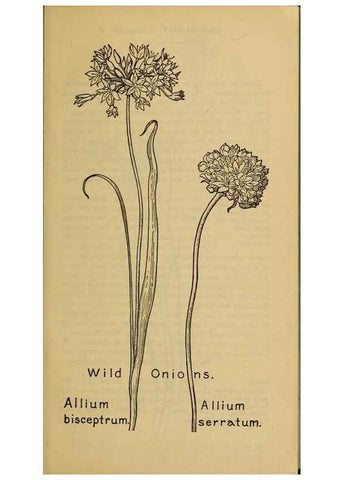 Reproducción/Reproduction 31911431437: Field book of western wild flowers /. New York :Putnam,1915.. 