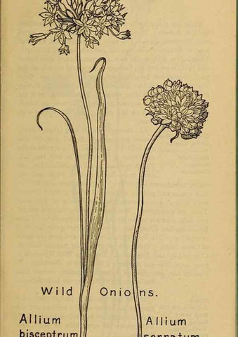 Reproducción/Reproduction 31911431437: Field book of western wild flowers /. New York :Putnam,1915.. 