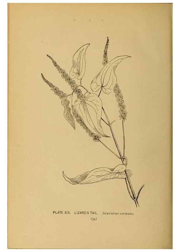 Reproducción/Reproduction 46127692124: A guide to the wild flowers.. New York,F. A. Stokes[1899]. 
