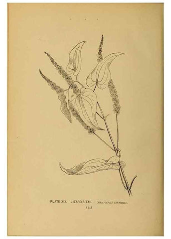 Reproducción/Reproduction 46127692124: A guide to the wild flowers.. New York,F. A. Stokes[1899]. 