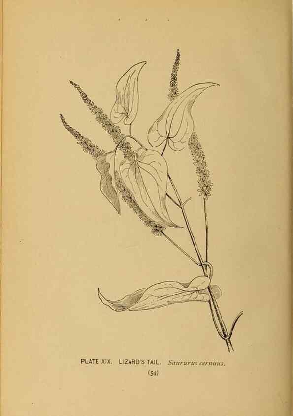 Reproducción/Reproduction 46127692124: A guide to the wild flowers.. New York,F. A. Stokes[1899]. 