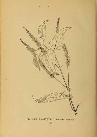 Reproducción/Reproduction 46127692124: A guide to the wild flowers.. New York,F. A. Stokes[1899]. 