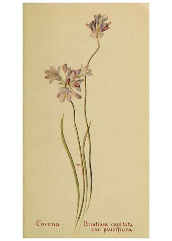 Reproducción/Reproduction 46127676874: Field book of western wild flowers /. New York :Putnam,1915.. 