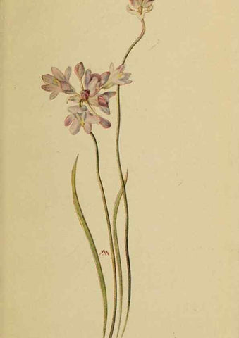 Reproducción/Reproduction 46127676874: Field book of western wild flowers /. New York :Putnam,1915.. 