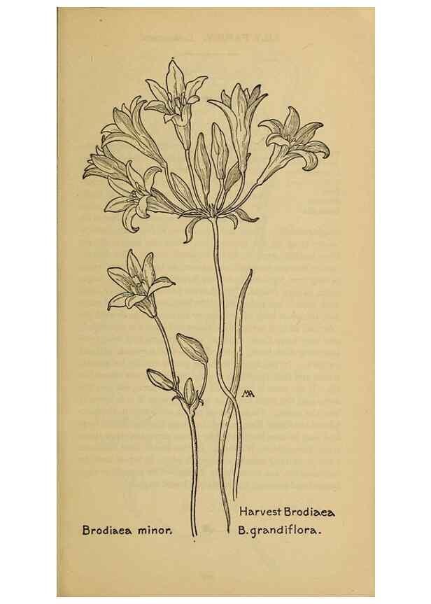 Reproducción/Reproduction 32977375018: Field book of western wild flowers /. New York :Putnam,1915.. 