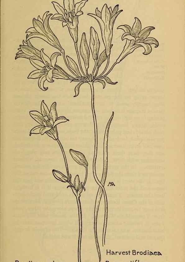 Reproducción/Reproduction 32977375018: Field book of western wild flowers /. New York :Putnam,1915.. 