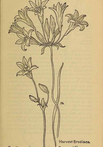 Reproducción/Reproduction 32977375018: Field book of western wild flowers /. New York :Putnam,1915.. 