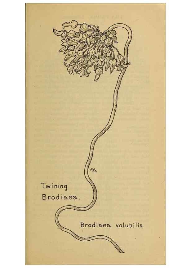 Reproducción/Reproduction 32977375548: Field book of western wild flowers /. New York :Putnam,1915.. 