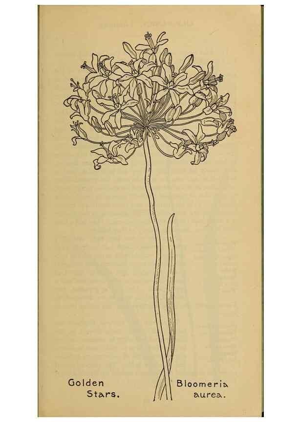 Reproducción/Reproduction 46800694962: Field book of western wild flowers /. New York :Putnam,1915.. 