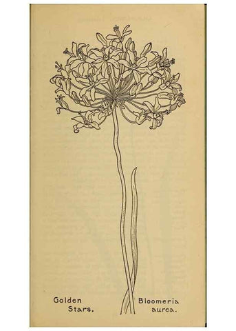 Reproducción/Reproduction 46800694962: Field book of western wild flowers /. New York :Putnam,1915.. 