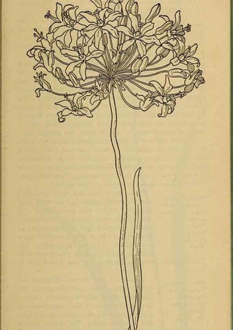 Reproducción/Reproduction 46800694962: Field book of western wild flowers /. New York :Putnam,1915.. 