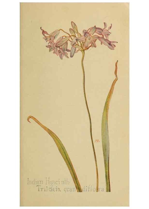 Reproducción/Reproduction 31911436127: Field book of western wild flowers /. New York :Putnam,1915.. 