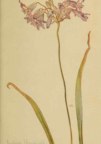 Reproducción/Reproduction 31911436127: Field book of western wild flowers /. New York :Putnam,1915.. 