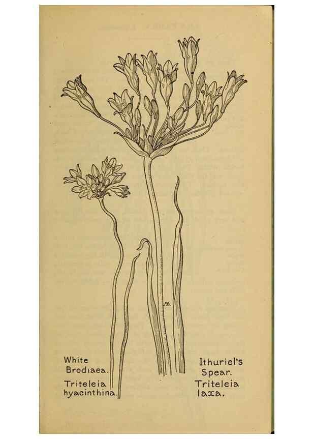 Reproducción/Reproduction 39887808263: Field book of western wild flowers /. New York :Putnam,1915.. 