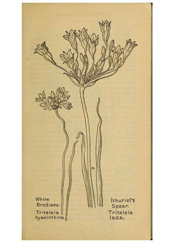 Reproducción/Reproduction 39887808263: Field book of western wild flowers /. New York :Putnam,1915.. 